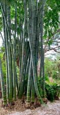 Dendrocalamus Giganteus Asper, S 2 Giant,Bambu Raccolto 2023….20 Semi Freschi