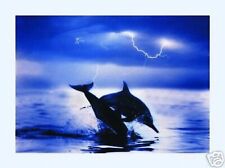 Fotográfica Póster De 2 Saltando Delfines + Aclarante
