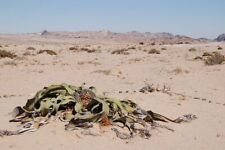 Welwitschia Mirabilis Welwitschia Namibia puede crecer 2000 años * 3...