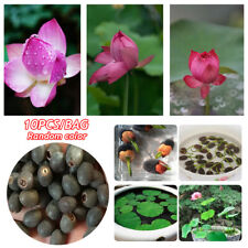 10 Semillas de Flor de Loto en Maceta Púrpura Preciosas Plantas Acuáticas Nelumbo Lirio de Agua