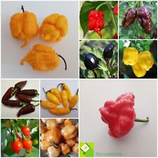 Hot Pepper Seeds - Carolina, Habanero, Cherry, Moruga, Aji, Cayenne, Chilli