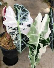 80001687 Alocasia Frydek Variegate plantas de camuflaje 3 semillas