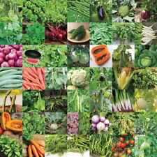 Banco de semillas de vegetales indios para jardín en casa 50 variedades -...
