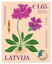 Letonia 2024 (09) Fondo Letón para la Naturaleza - Flor - Onagra ojo de pájaro