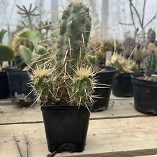 Echinocereus Engelmannii - Cactus radici proprie