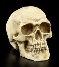 Calavera - Cráneo humano - Figura decoración calavera cráneo