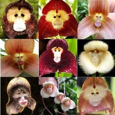 10 Rare Monkey Face Orchid Seeds Dracula Cute Simia Flower Garden Plant