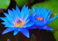 20 semillas de loto azul, loto egipcio, ninfaea caerulea, semillas de germinación