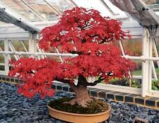 Arce Rojo Acer Rubrum bonsai 20 semillas - seeds bonsai 