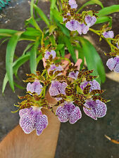 Plántula especie orquídea Zygopetalum maculatum / mackayi