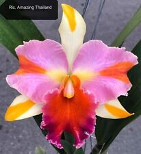Orchid Orchidee Cattleya (Rlc.) Increíble Tailandia, fragante