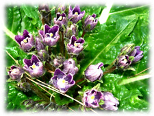  Mandragora autumnalis - Mandrágora - 25 semillas - Seeds - Graines - Semi 