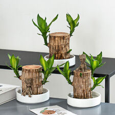Groot Green Plant Brazilian Wood Water Raise Lucky Wood Potted Small Tree People