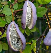 6 semillas de AKEBIA planta trepadora con flor olor CHOCOLATE fruto comestible