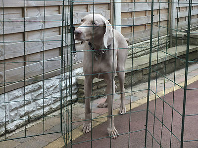 flexi panel folding dog fence